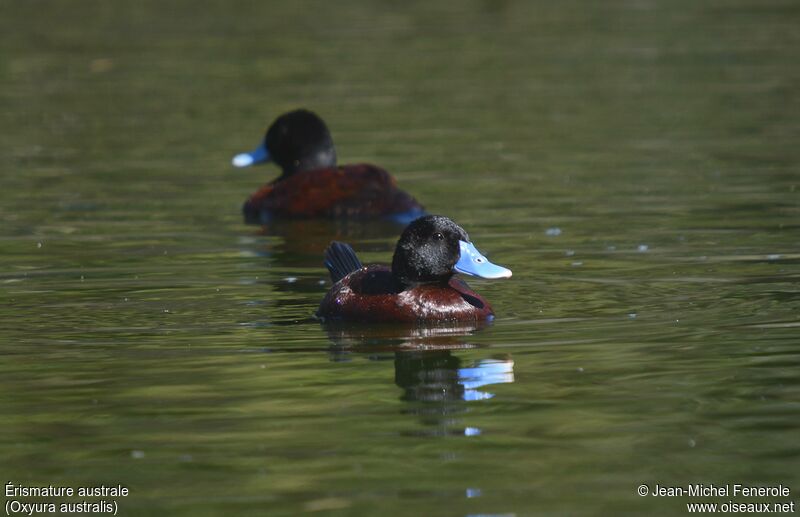 Blue-billed Duck