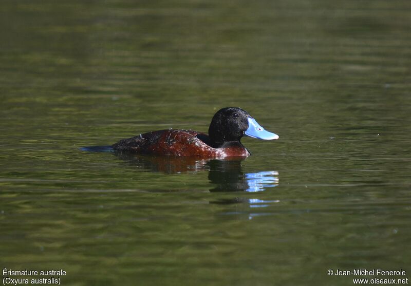 Blue-billed Duck