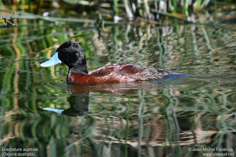 Blue-billed Duck