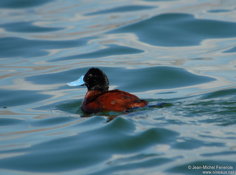 Andean Duck male adult breeding, pigmentation