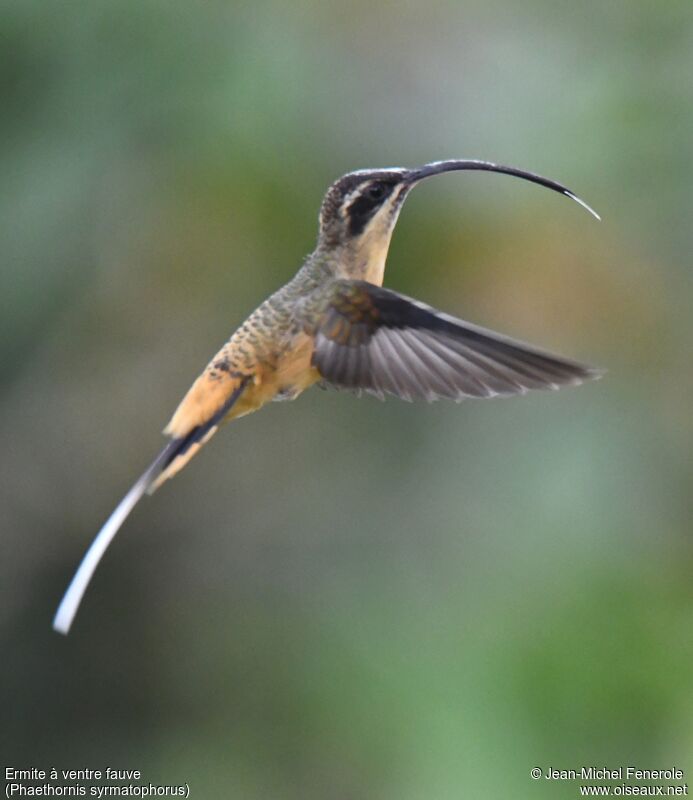 Tawny-bellied Hermit