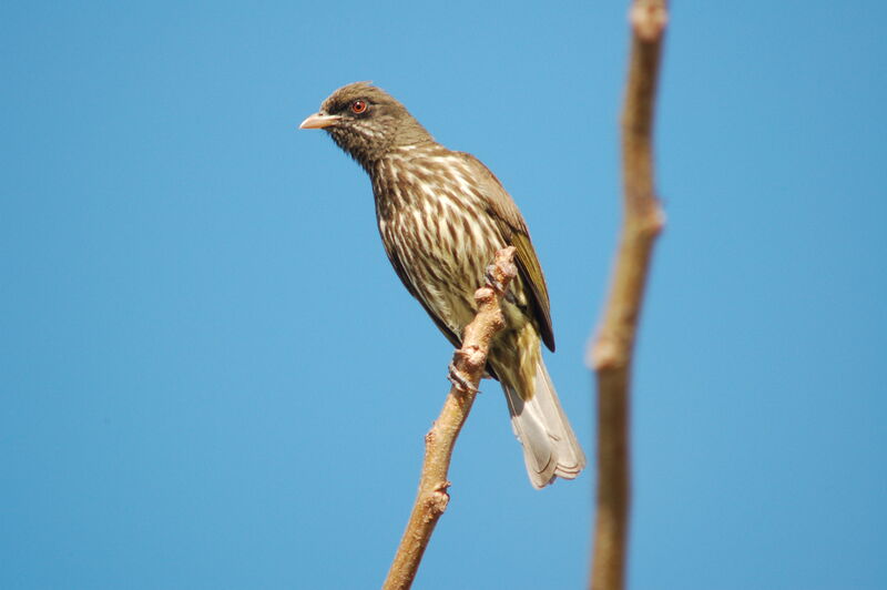 Palmchat