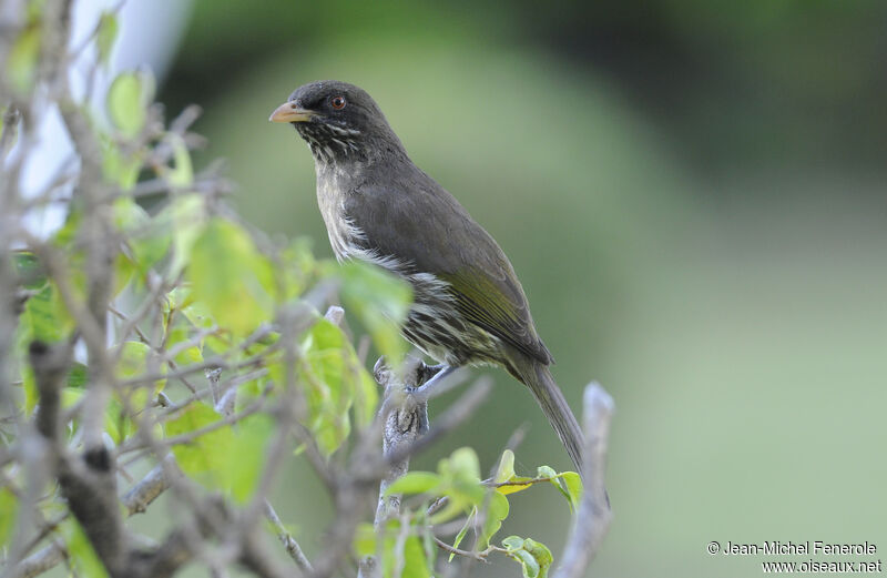 Palmchat