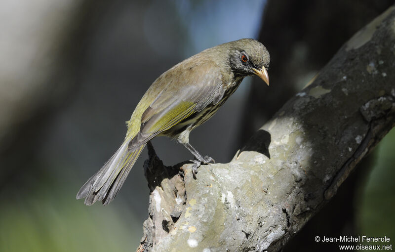 Palmchat