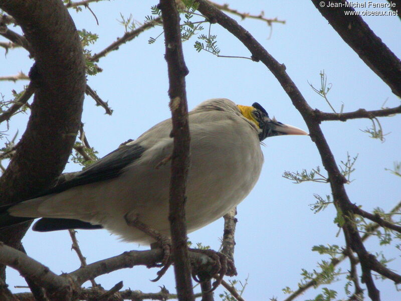 Wattled Starling