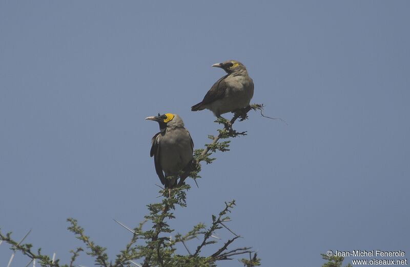 Wattled Starling