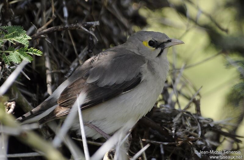 Wattled Starling