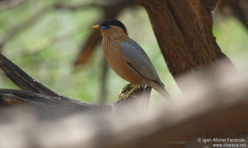 Brahminy Starling