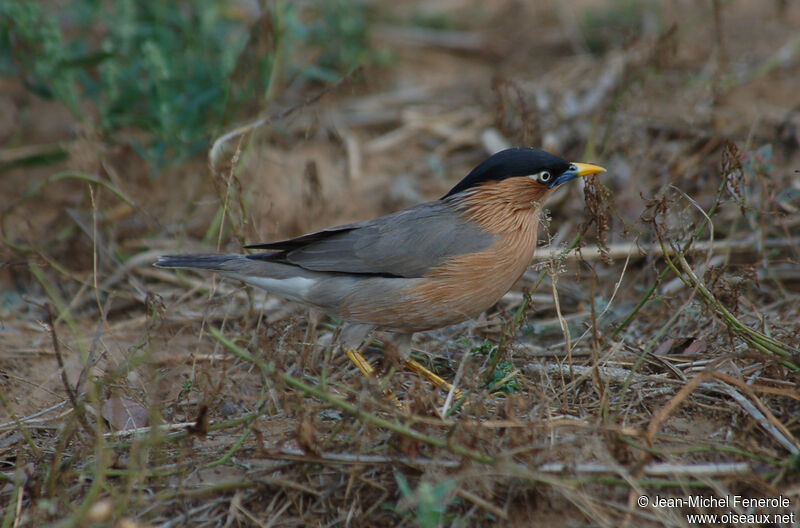 Brahminy Starling