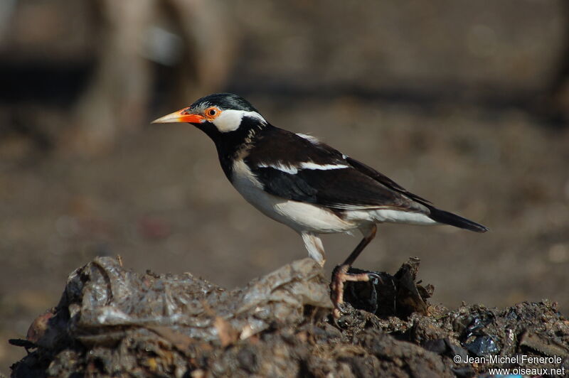 Indian Pied Myna