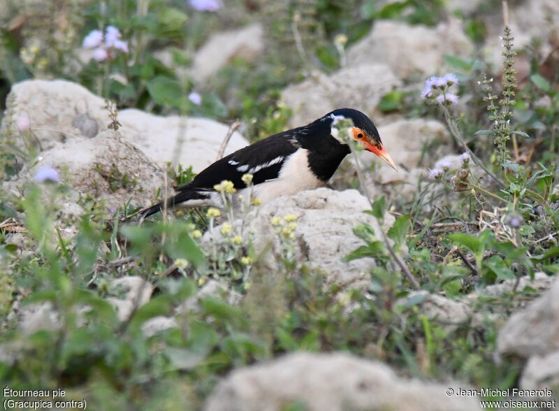 Indian Pied Myna