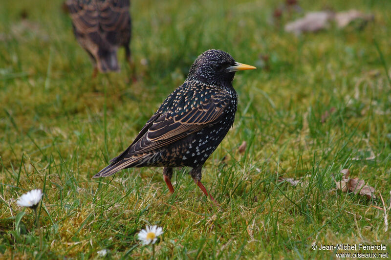 Common Starling