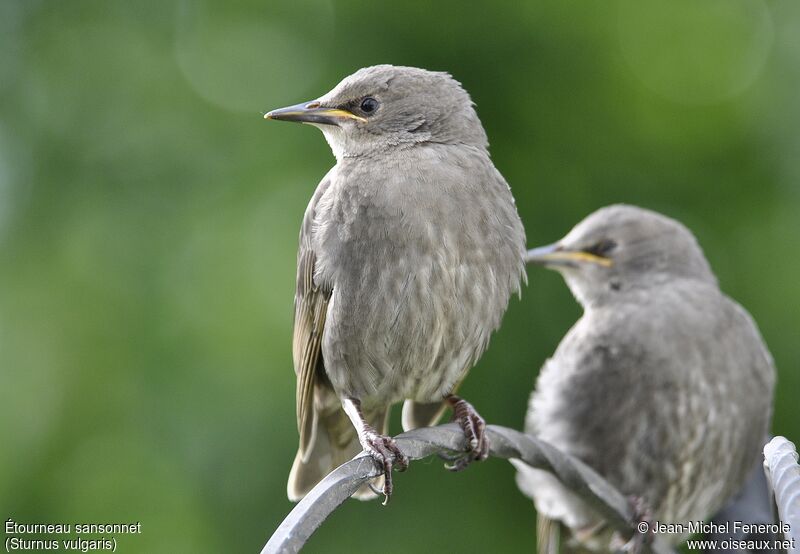 Common Starling