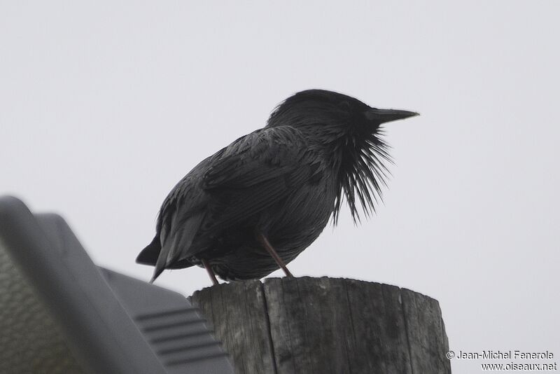 Spotless Starling