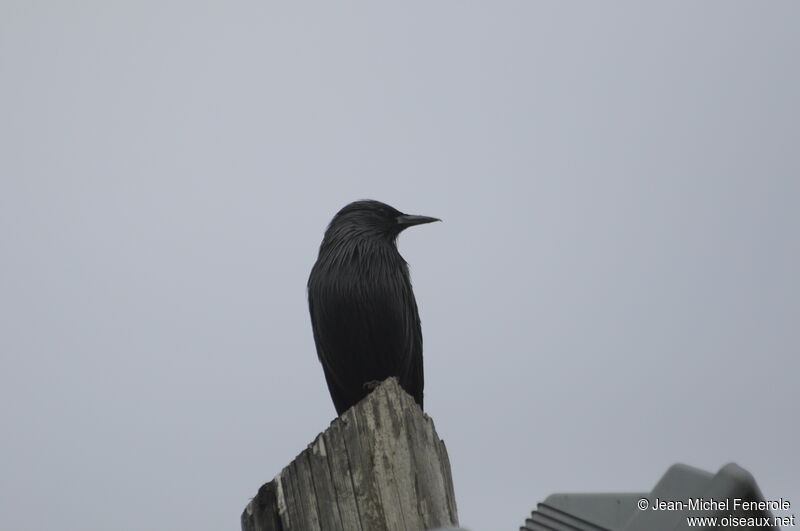 Spotless Starling