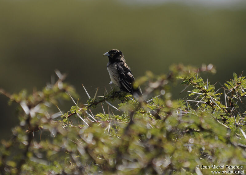 White-winged Widowbird