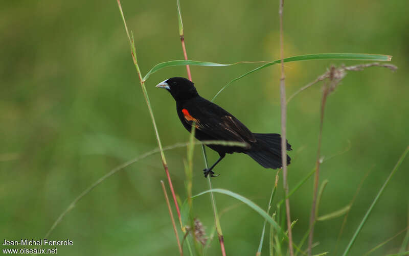 Euplecte à épaules orangées mâle adulte, habitat, pigmentation