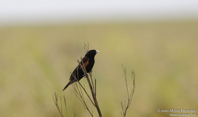 Fan-tailed Widowbird