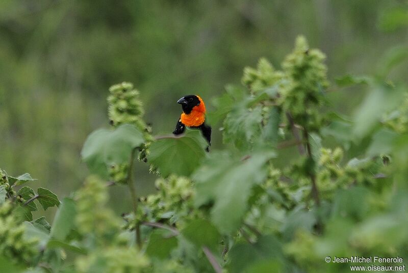 Black Bishop