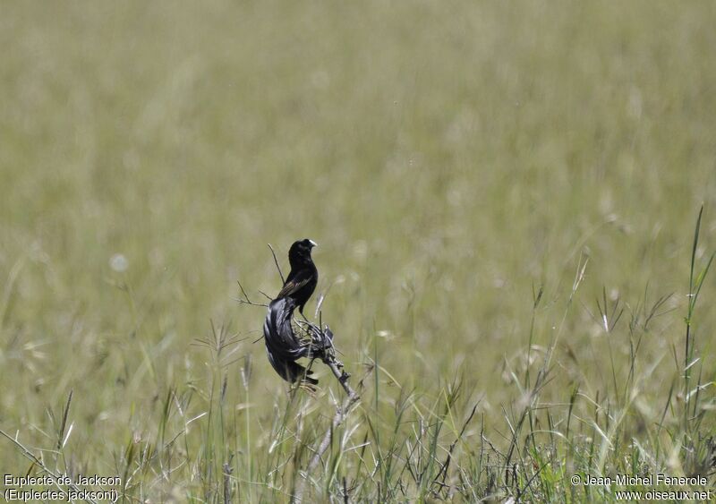 Jackson's Widowbird