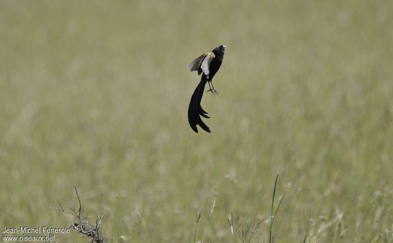 Jackson's Widowbird male adult breeding, courting display