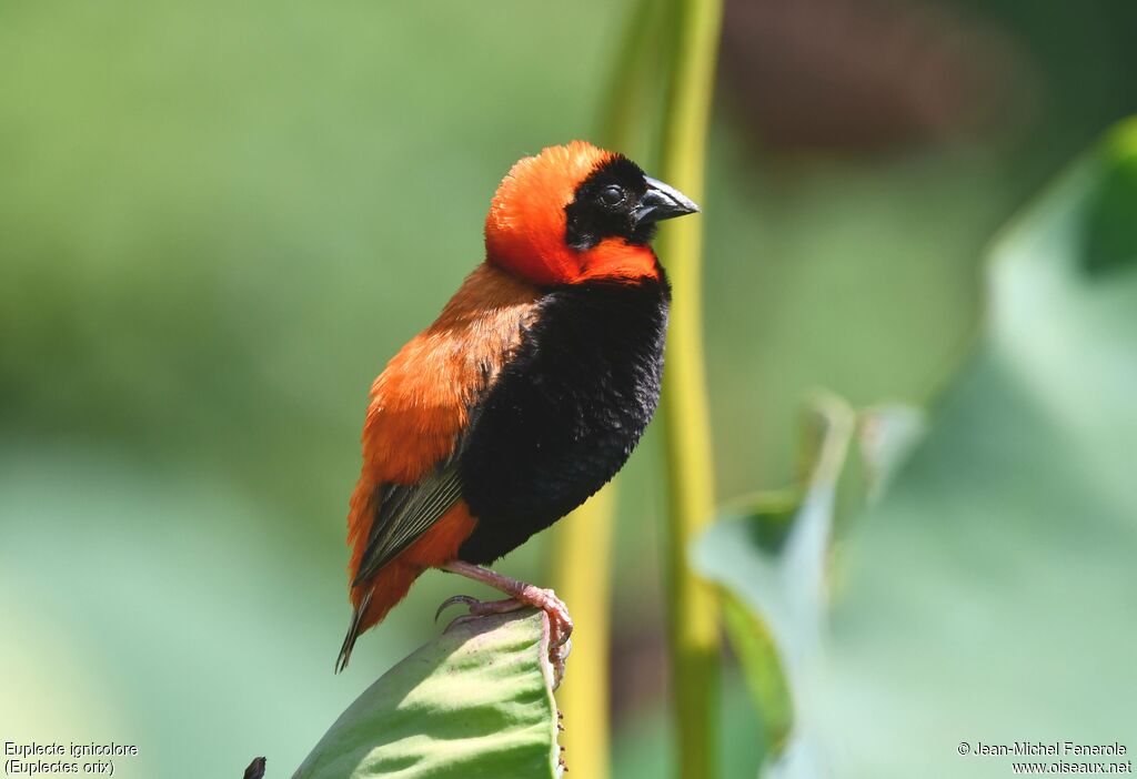 Euplecte ignicolore
