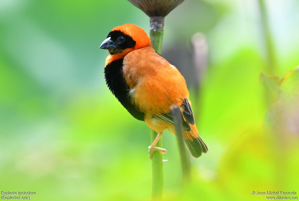 Euplecte ignicolore