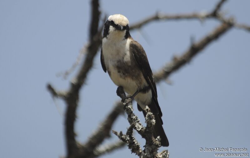 Northern White-crowned Shrike