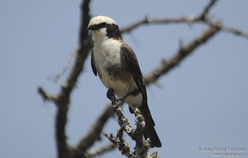 Northern White-crowned Shrike