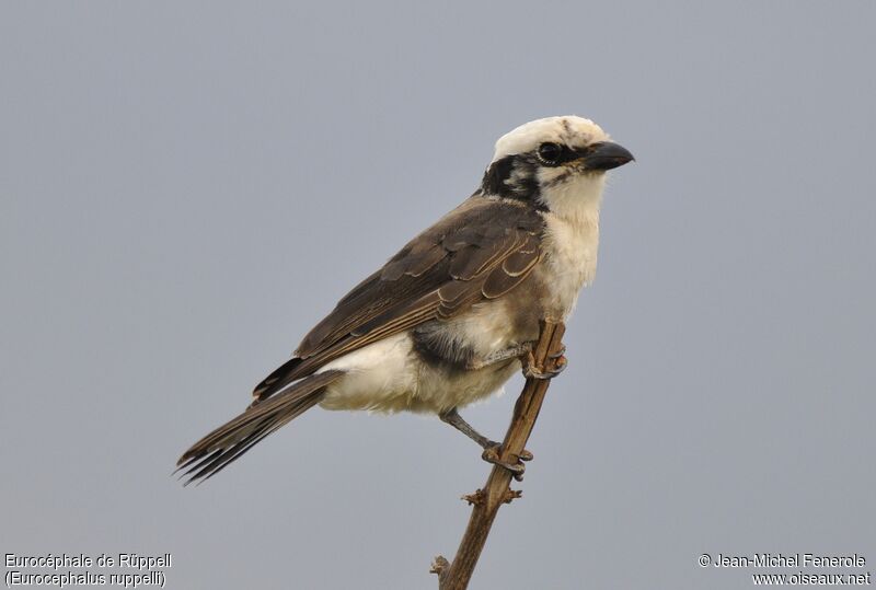 Northern White-crowned Shrike