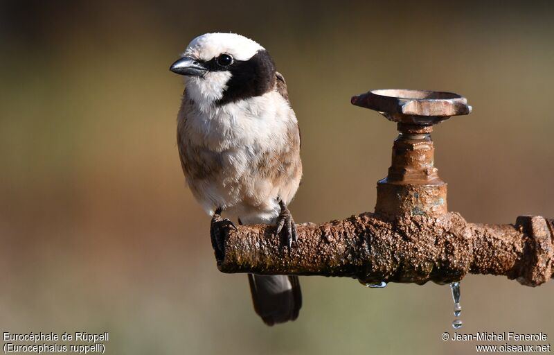 Northern White-crowned Shrike