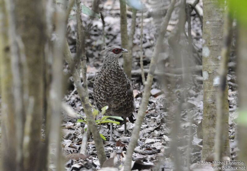 Kalij Pheasant female