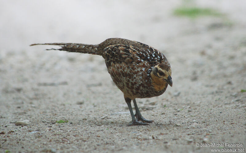 Reeves's Pheasant female adult