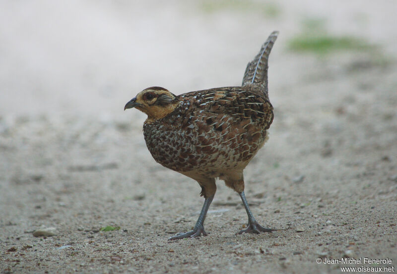 Reeves's Pheasant