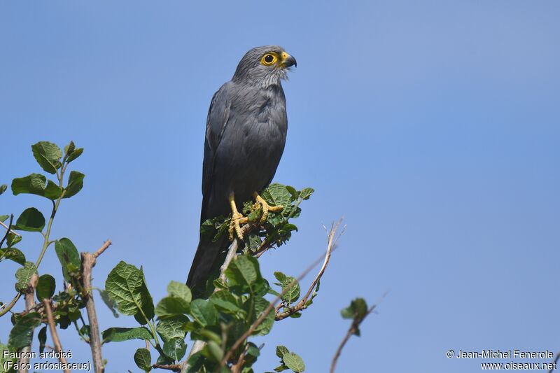 Grey Kestrel