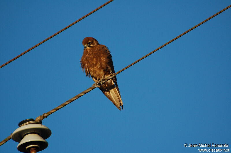 Brown Falcon