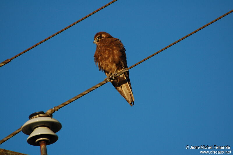 Brown Falcon