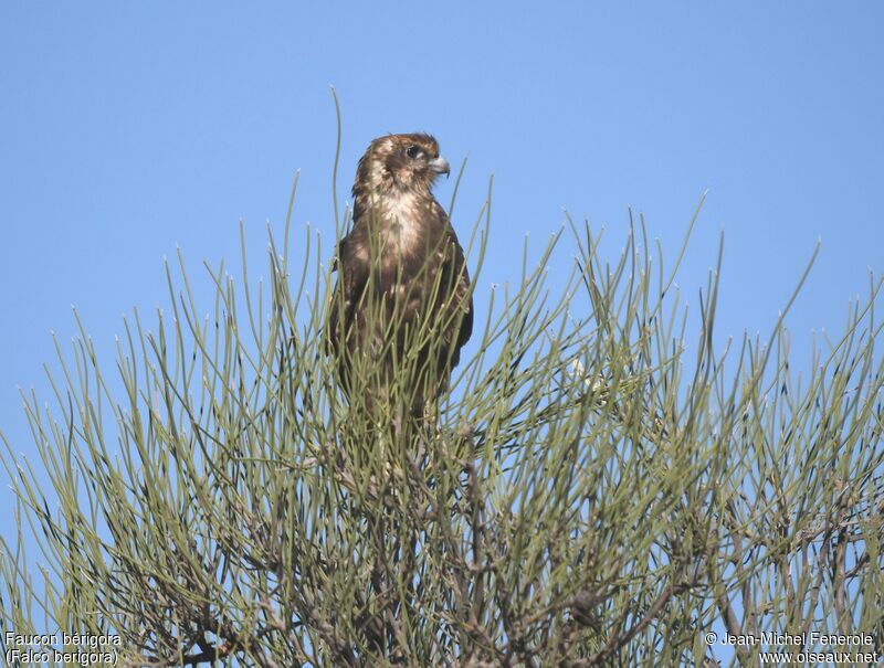 Brown Falcon