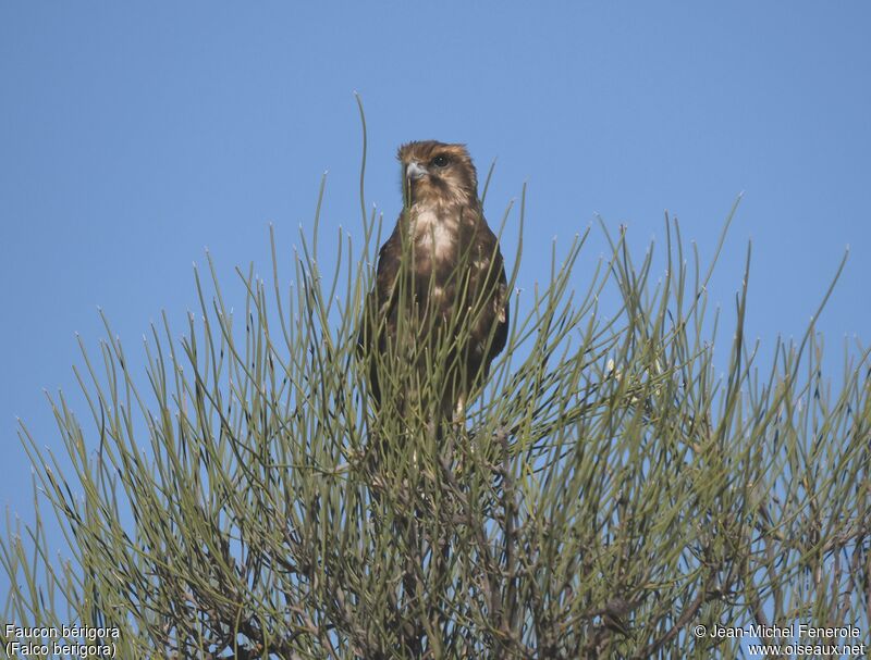 Brown Falcon