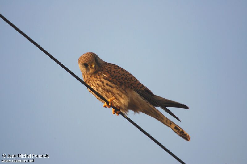 Common Kestrel female adult