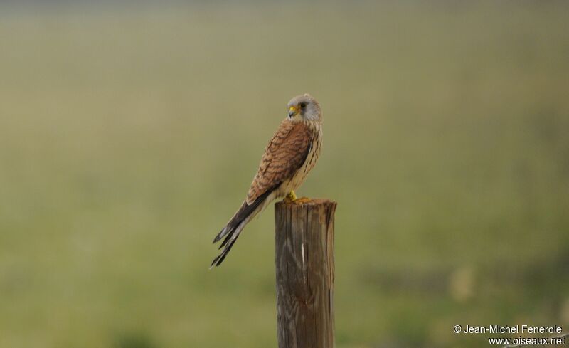 Lesser Kestrel