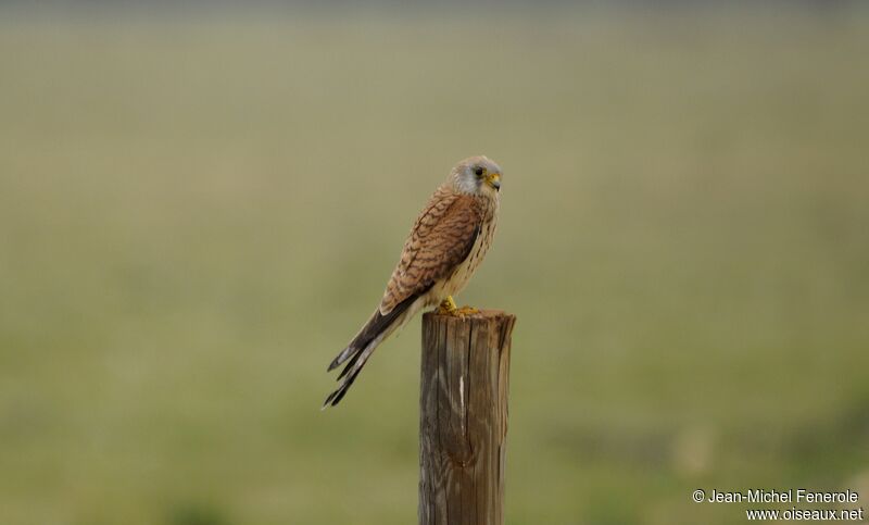 Lesser Kestrel