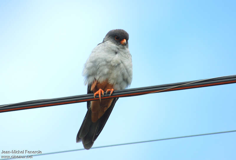 Amur Falcon male adult breeding, close-up portrait, pigmentation