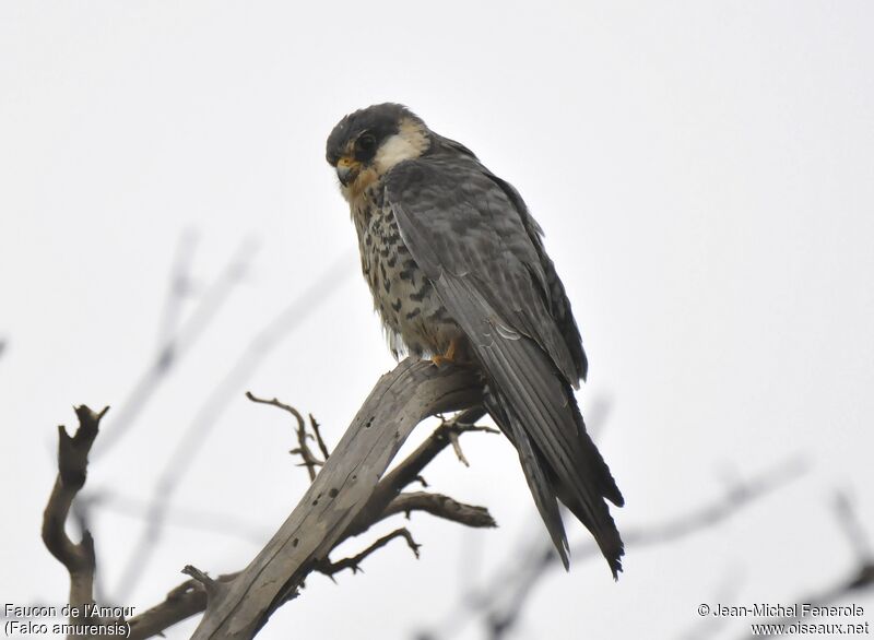 Amur Falcon female