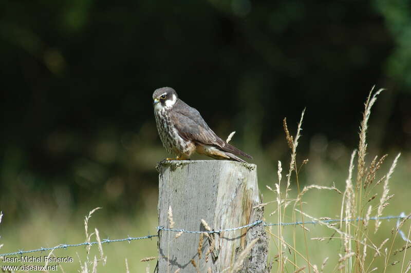 Eurasian Hobbysubadult, identification