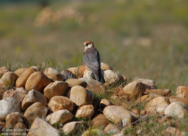 Red-footed Falcon female adult