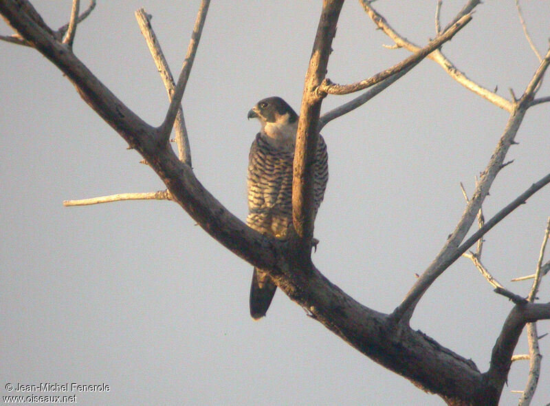 Peregrine Falconadult