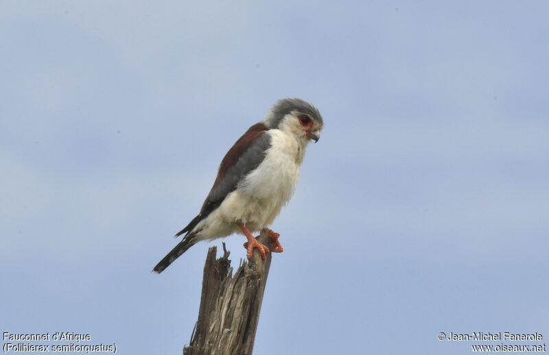 Pygmy Falcon