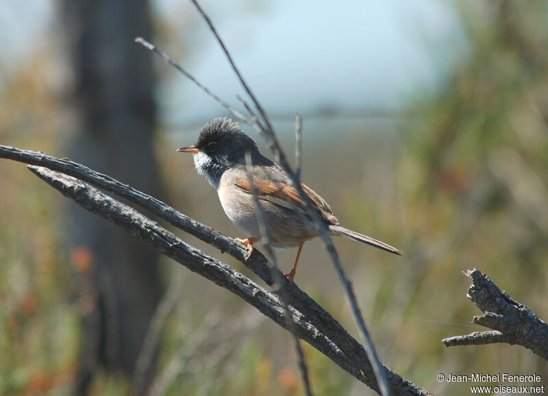 Spectacled Warbler