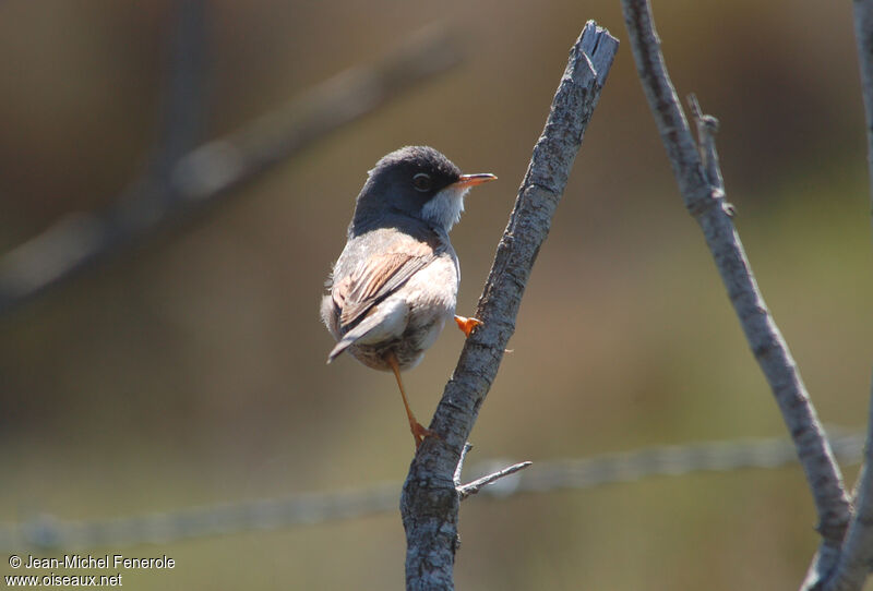 Spectacled Warbler